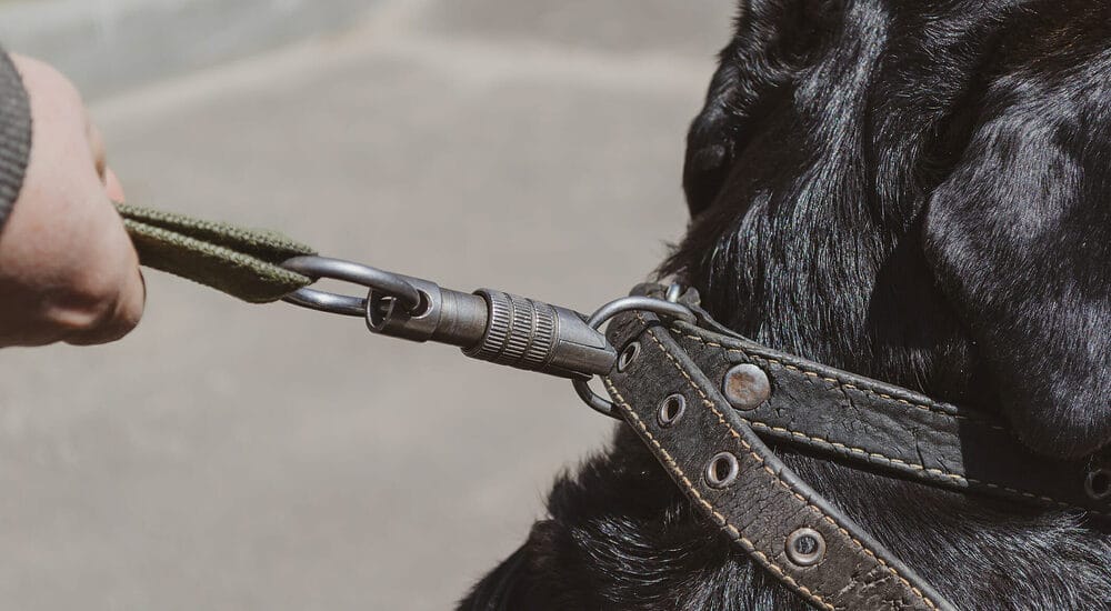 How to clean leather dog collar