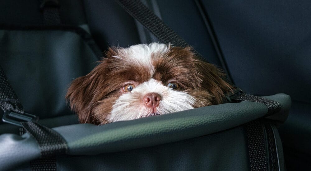 Does this make car rides bad for dogs?