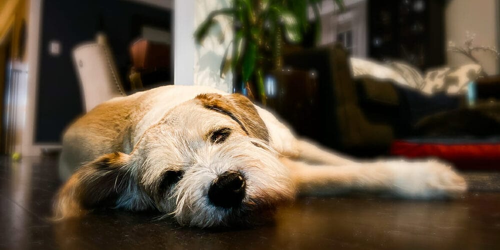 Things to keep in mind when leaving your dog downstairs at night
