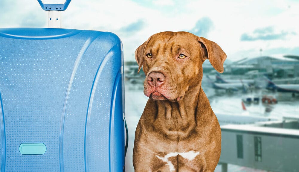 Airlines That Allow Large Dogs in Cabins