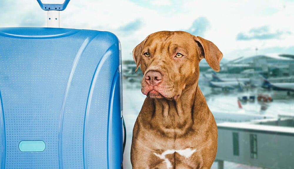 Airlines That Allow Large Dogs in Cabins Airlines That Allow Large Dogs in Cabins