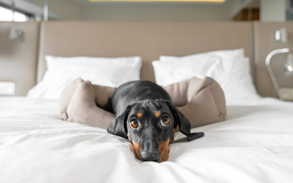 Why Do Dogs Scratch Their Beds Before Lying Down?