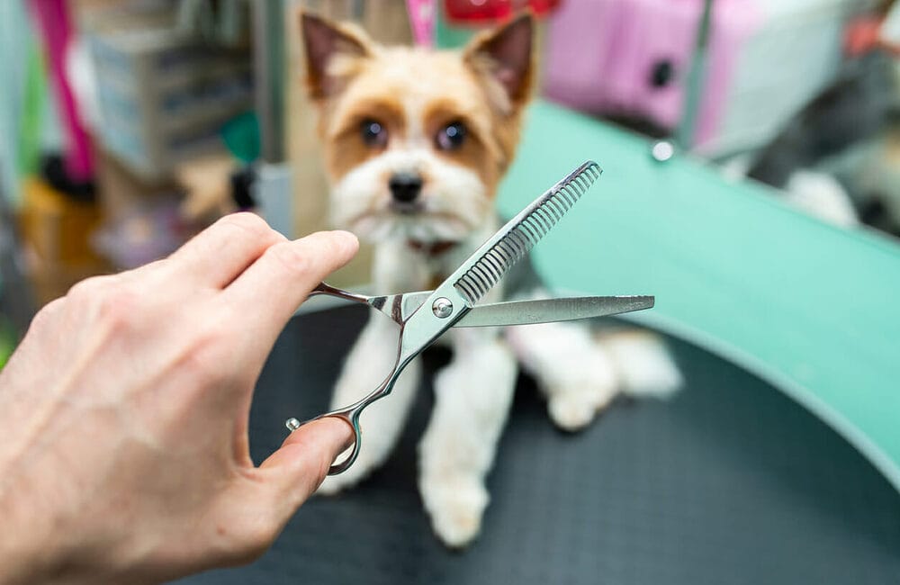 Can You Use Human Thinning Shears On Dogs?