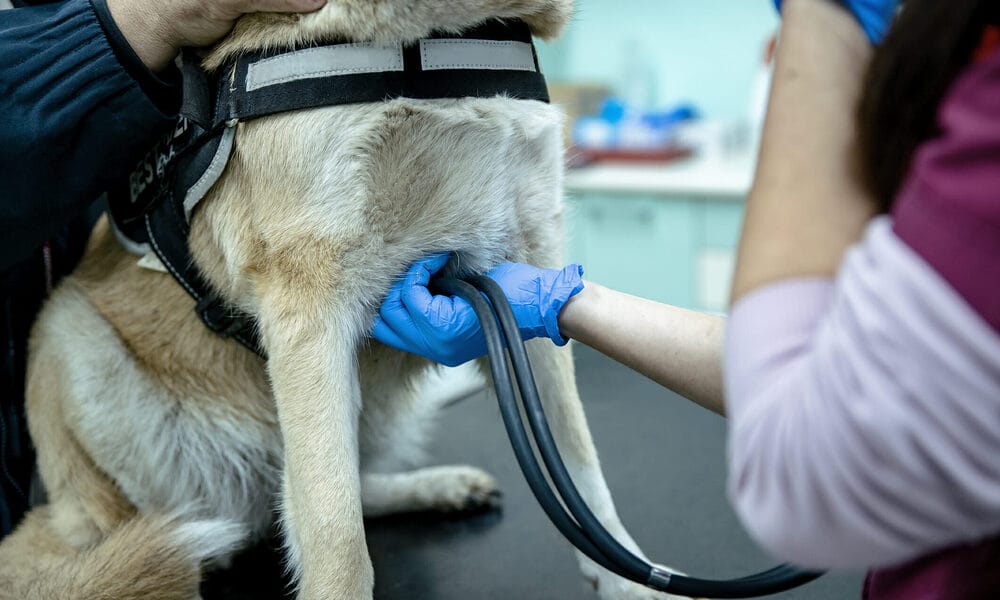 How Much Does a Dog Cardiologist Cost