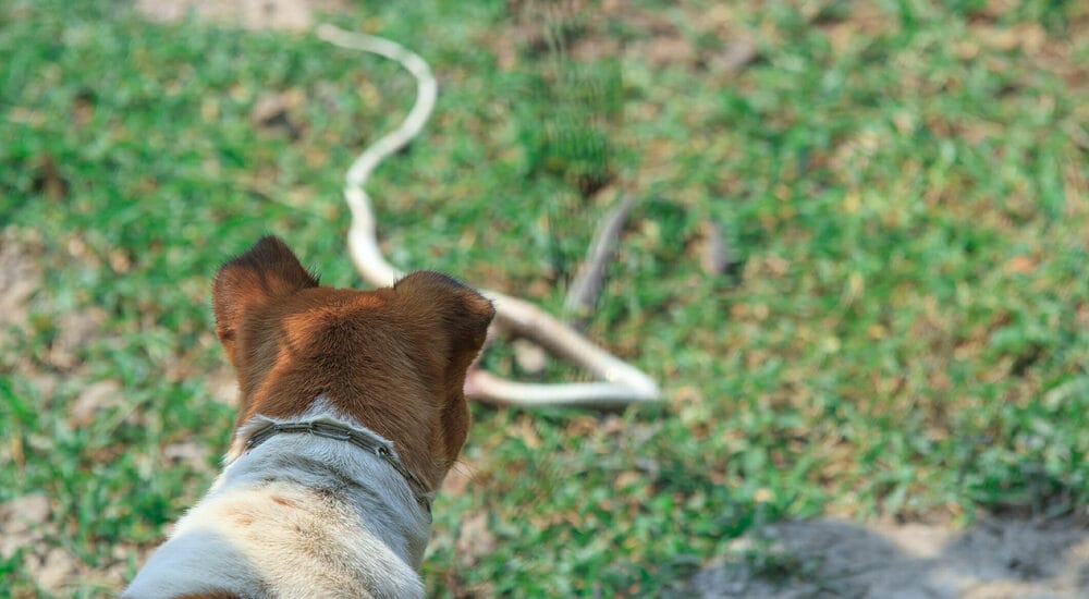 How snakes can be a danger to your dog