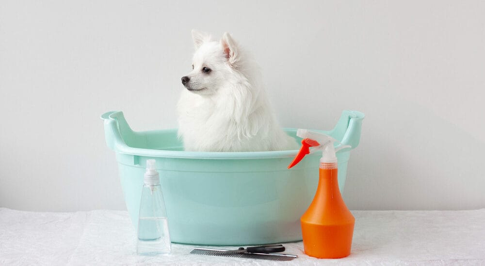 Additional tips for cleaning dog urine stains