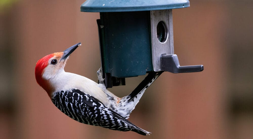 Eliminate All Bird Feeders in Your Yard