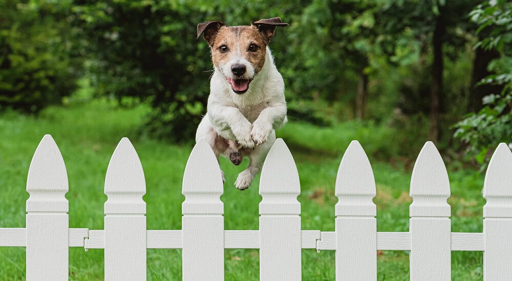 Vinyl fencing for dogs