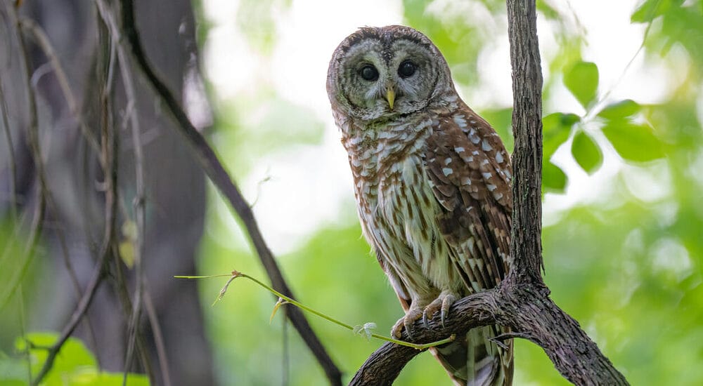 Barred Owls