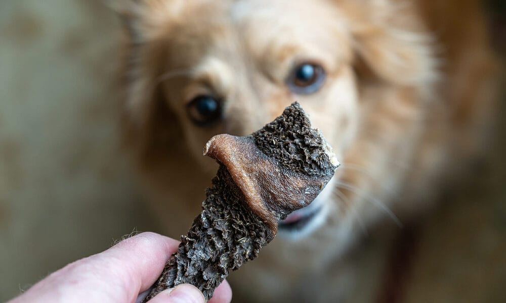 How to freeze dry meat for dogs