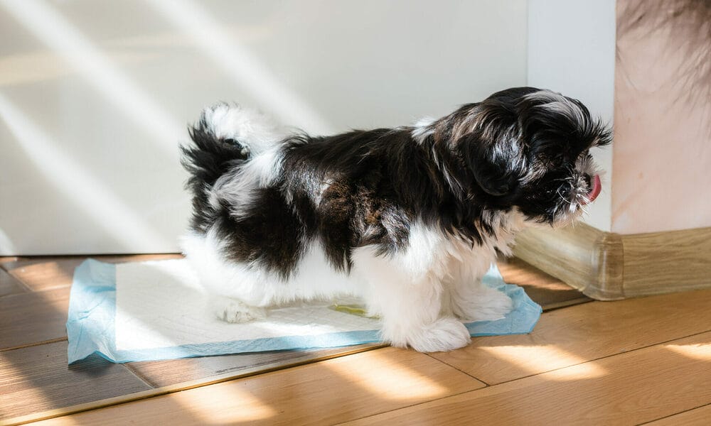 best pee pads for senior dogs