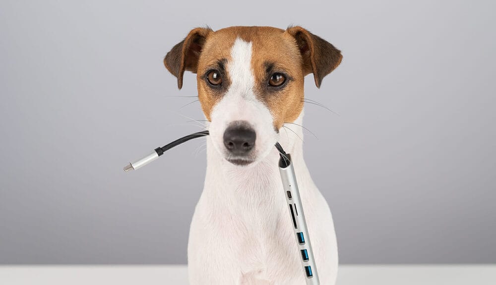 Jack russell terrier dog hold usb in its mouth. Jack russell terrier dog hold usb in its mouth
