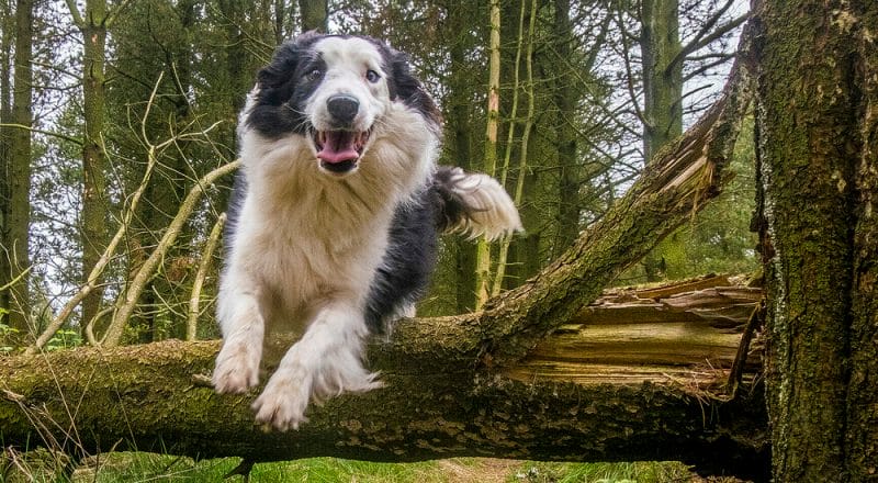 Is It Bad For A Dog To Hop Like A BunnyIs It Bad For A Dog To Hop Like A Bunny Is It Bad For A Dog To Hop Like A Bunny