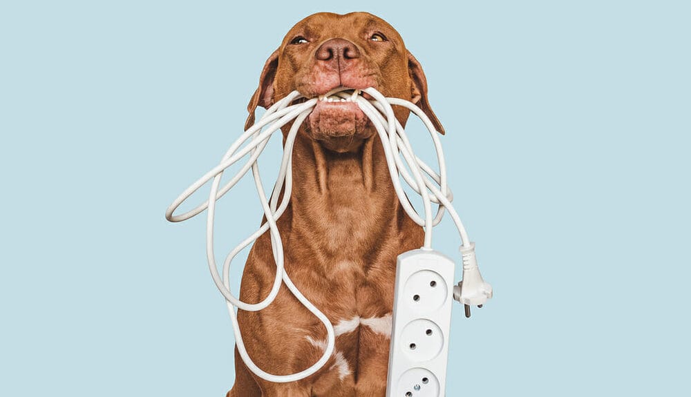Dangers of Electrical Cords and Dogs: Symptoms, Treatment and Prevention