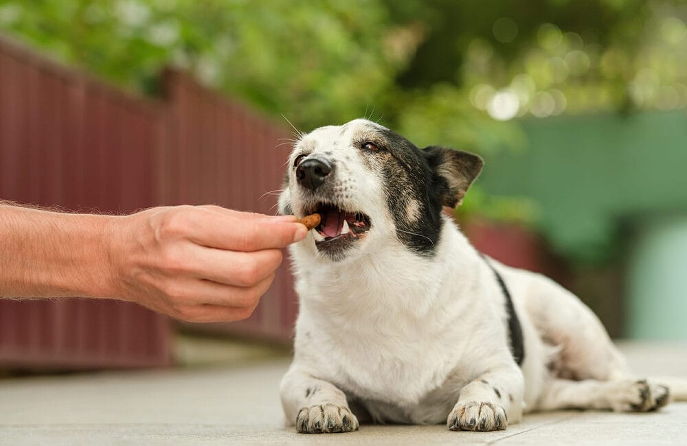 Best soft dog treats for older dogs