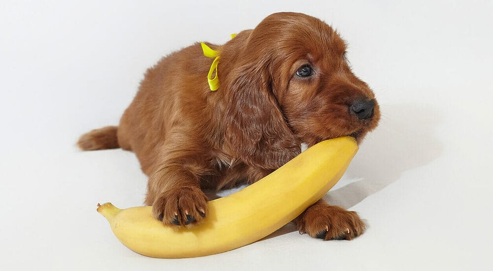Bananas Bananas