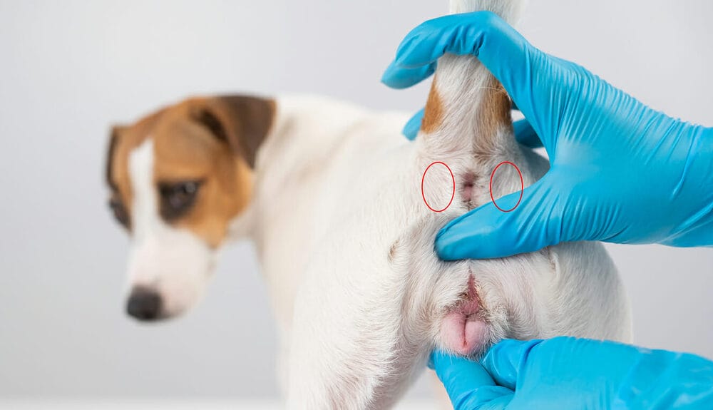 What Are Anal Glands in Dogs? What Are Anal Glands in Dogs?