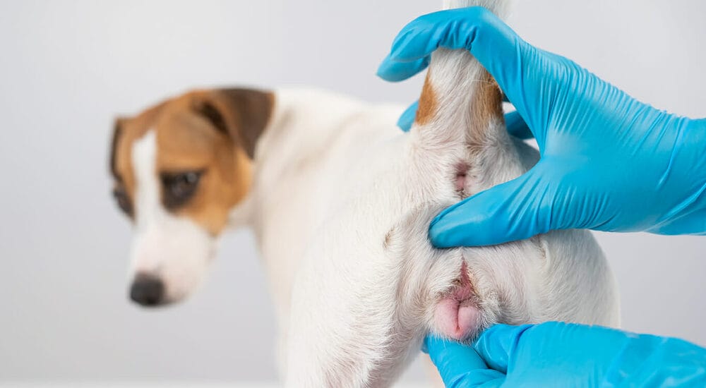 Anal sac abscesses Anal sac abscesses