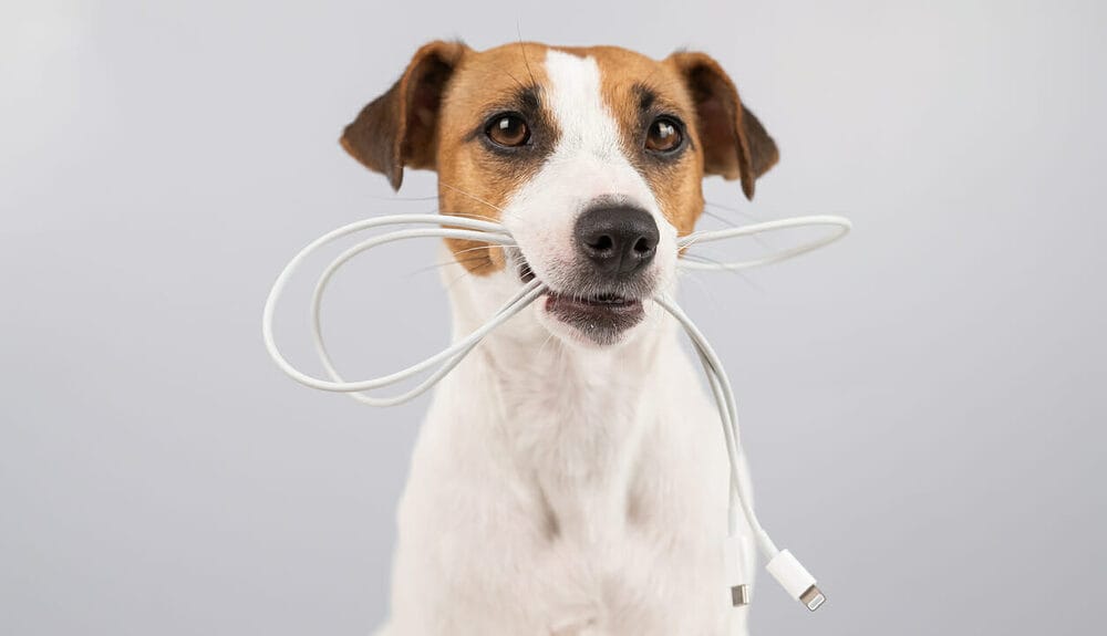Why Do Dogs Chew on Electrical Cords