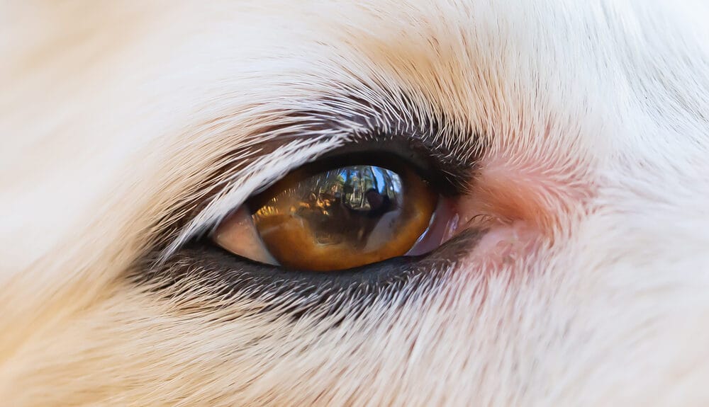 Dog Cataracts Treatment Without Surgery