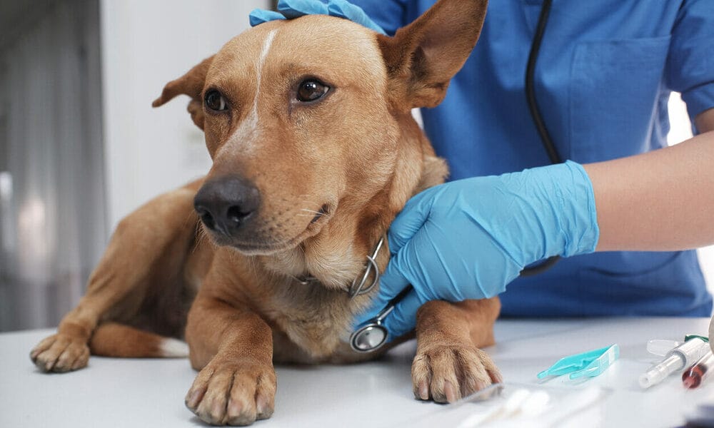 How do vets diagnose electric shock in dogs