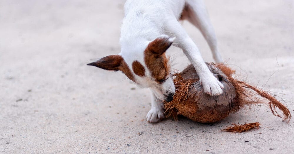 Coconut husk can be a fun toy for your dog!