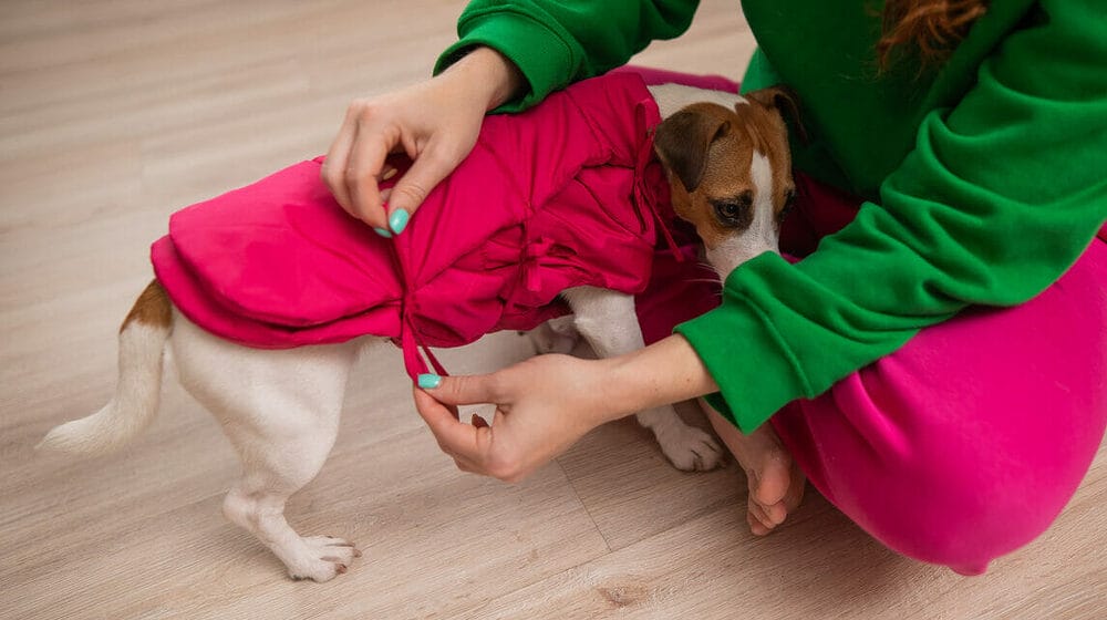 Equip Your Canine With Protective Gear