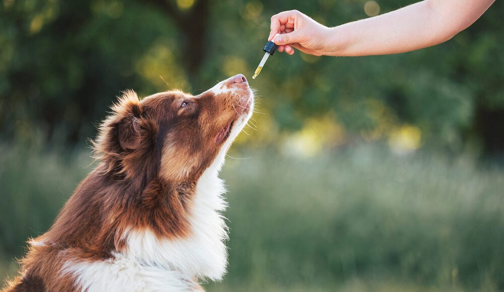 Can You Use Myrrh Essential Oil on Dogs