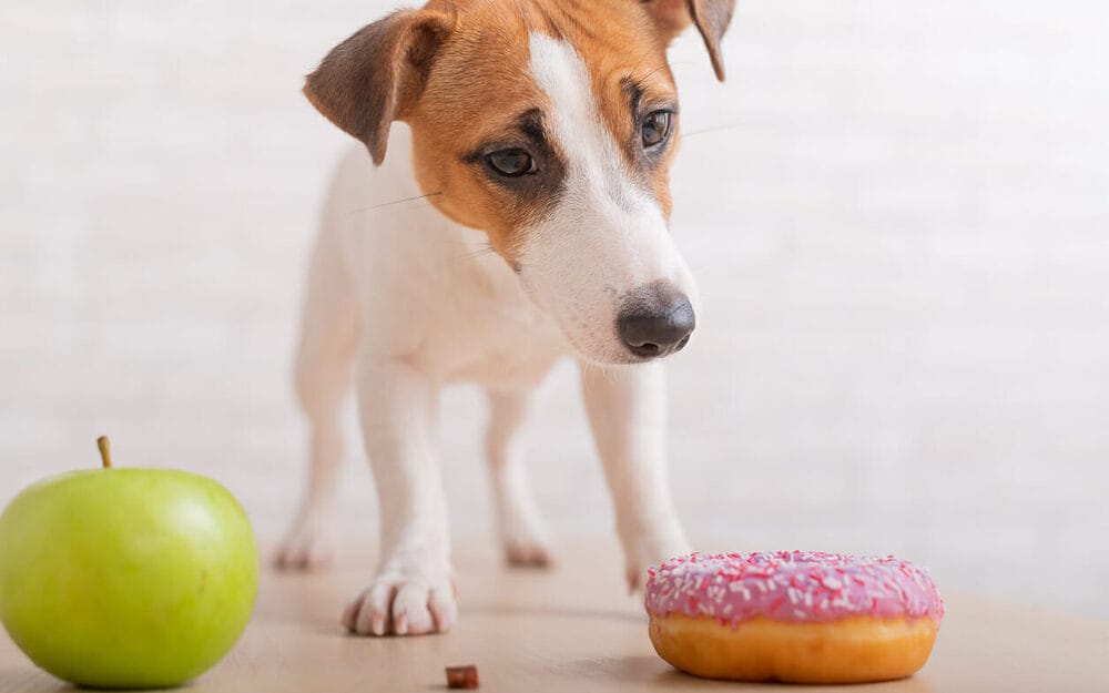 Best Foods To Help Dogs Express Anal Glands Naturally