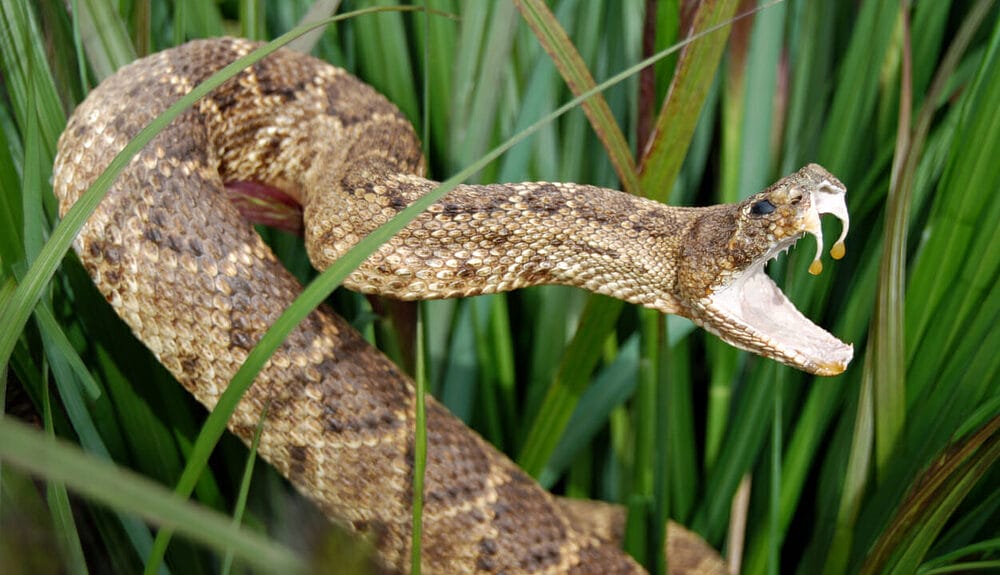 How Does Rattlesnake Vaccine for Dogs Work