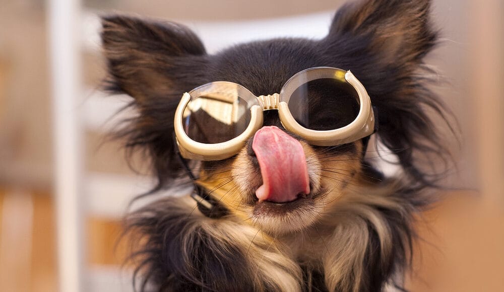 Glasses for Dogs With Cataracts