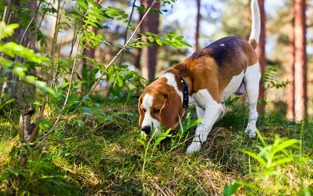 Why Do Dogs Sniff Around Before They Poop