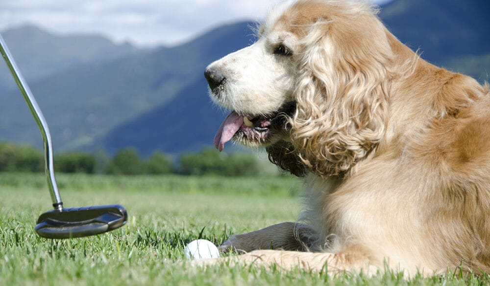 Are dogs allowed on golf courses