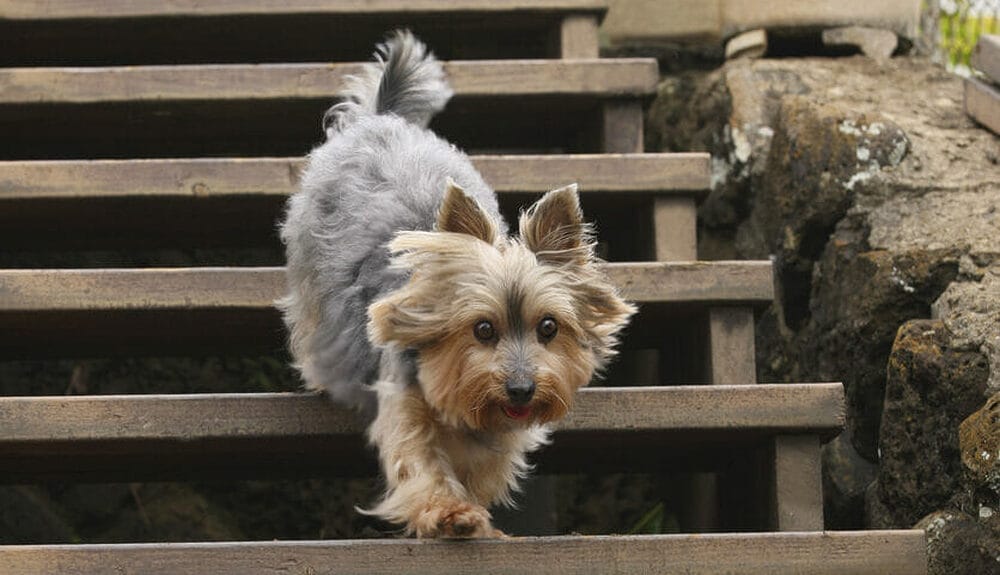 The Best Outdoor Stair Treads for Dogs
