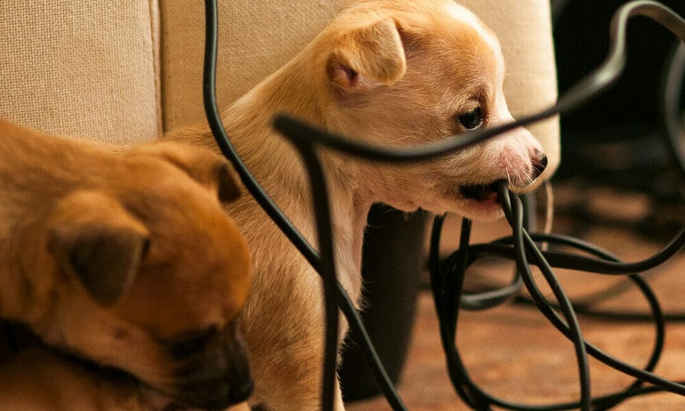 Why do dogs chew on electrical cords