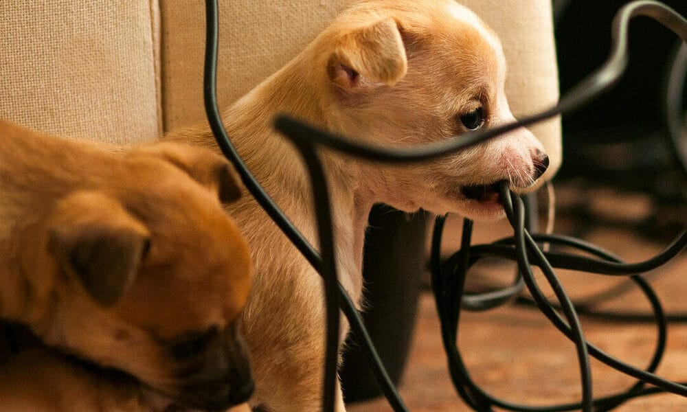 Why do dogs chew on electrical cords Why do dogs chew on electrical cords