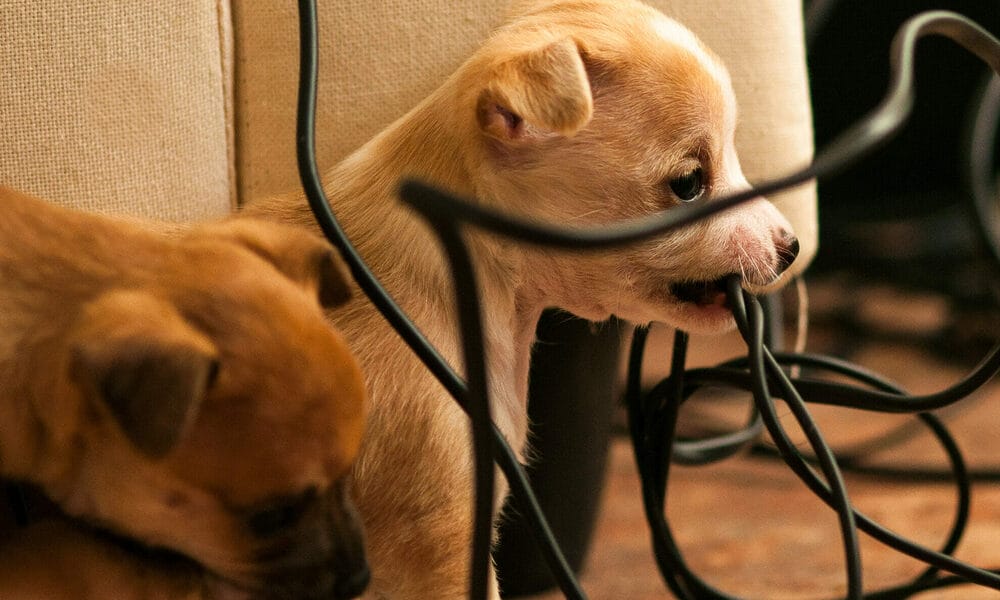 Best Cord Protector For Dogs Best Cord Protector For Dogs