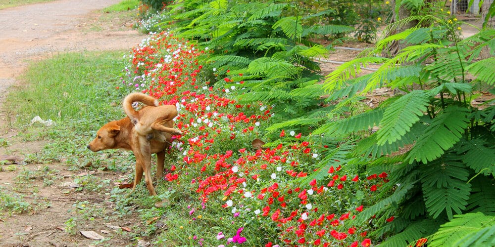 Dog-urine resistant plants: All-natural appeal