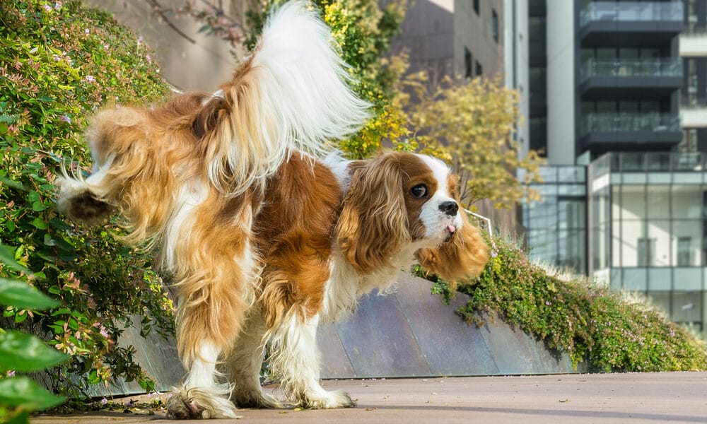 How to introduce your dog to a pee post How to introduce your dog to a pee post
