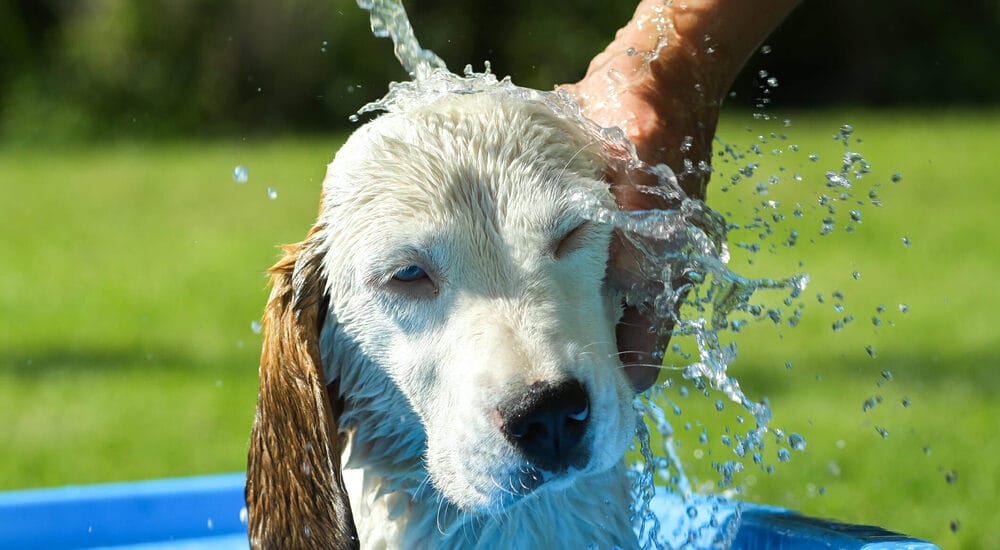 Step 1: Rinse your dog's fur with cool water