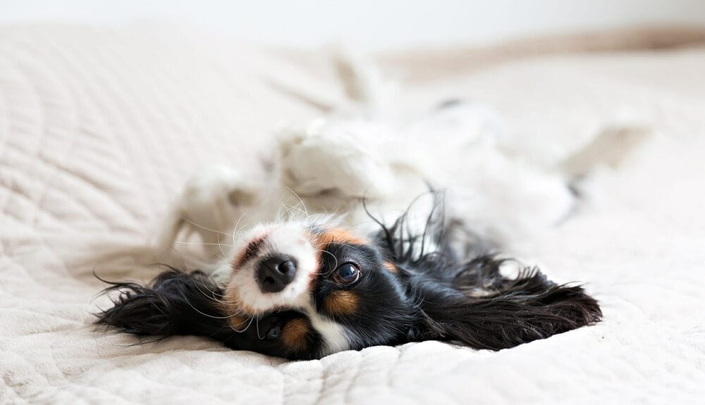 Why Do Dogs Scratch Their Beds Before Lying Down?