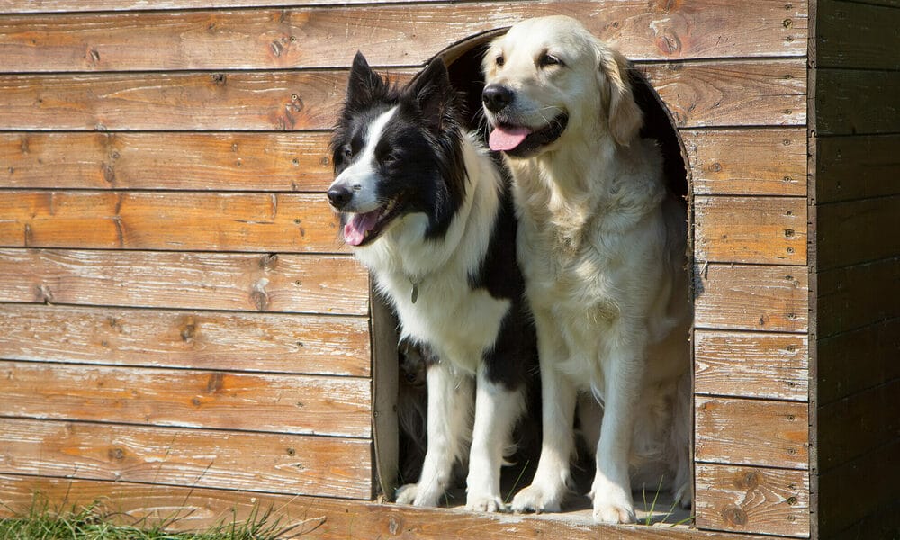 Why you should buy a dog house flap