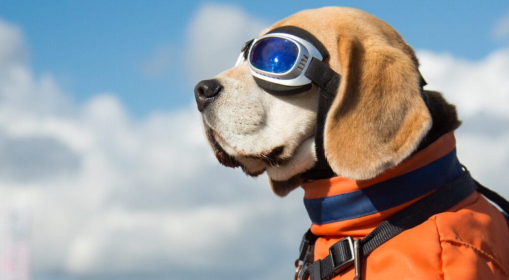 What Are Dog Glasses? And What Do They Do
