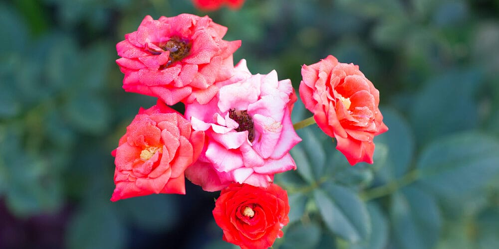 Are rose bushes toxic for dogs?