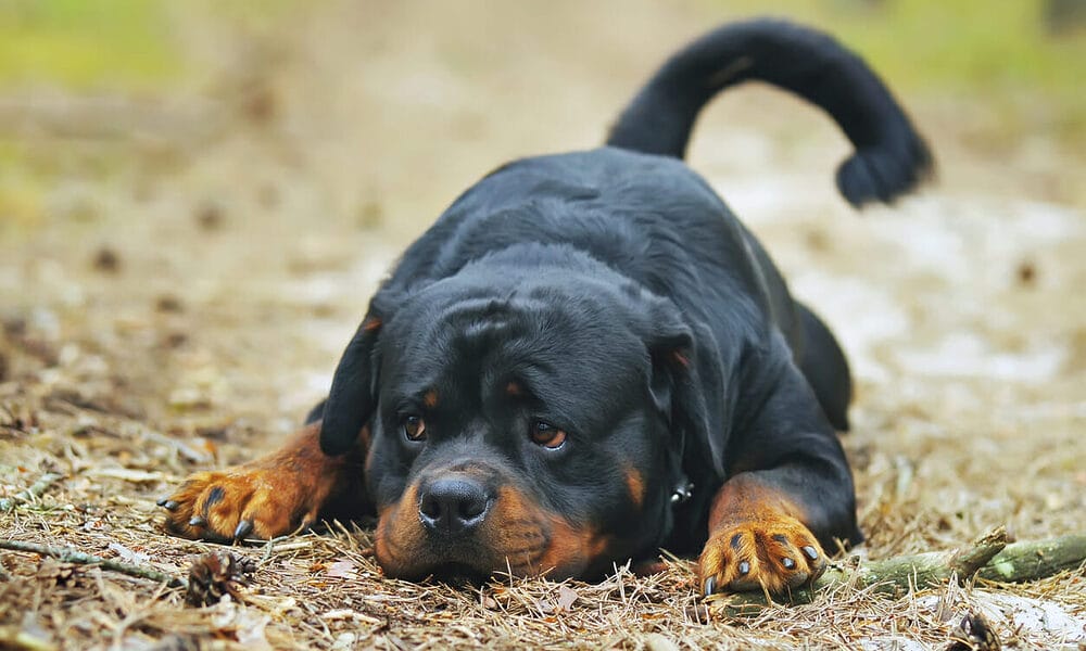 Rottweiler Temperament Steady