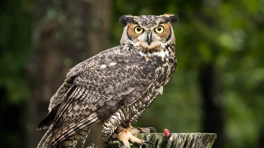 Great Horned Owls