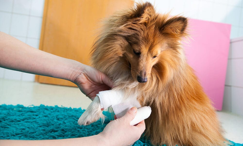 Colloidal silver for conjunctivitis in cheap dogs