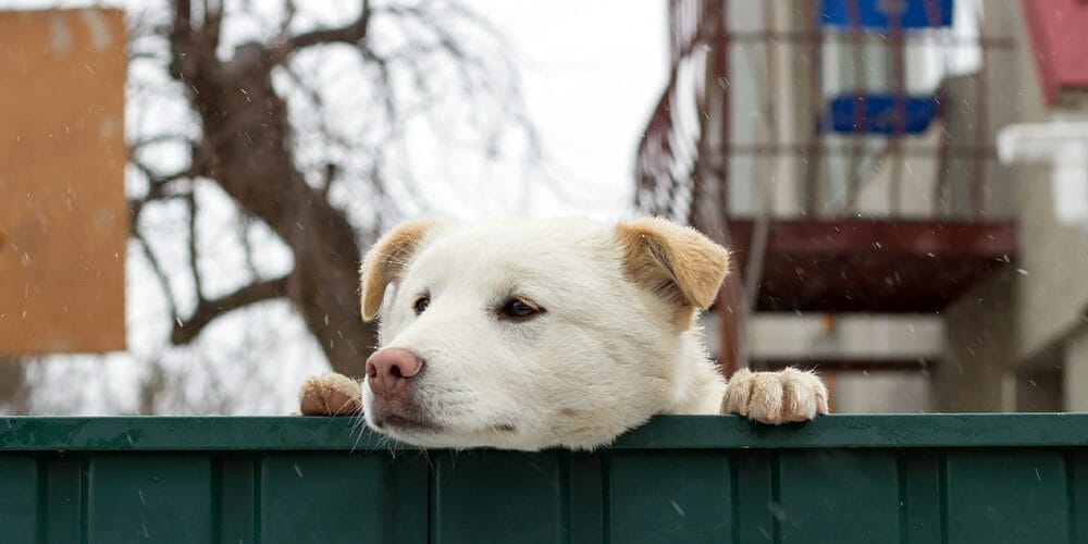 What are the disadvantages of vinyl fencing?