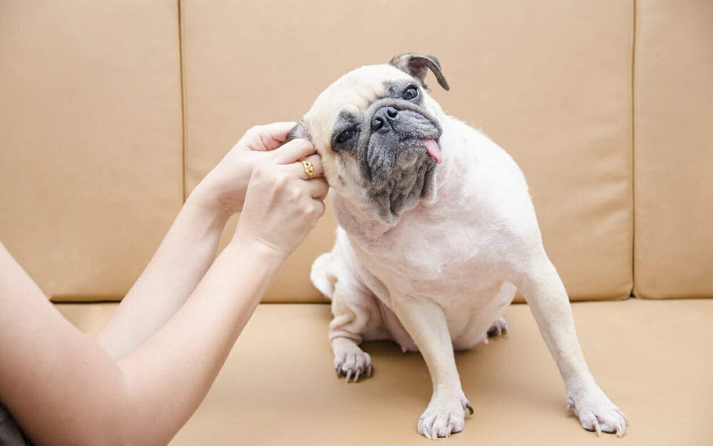 What Dog Breeds Need Ear Plucking
