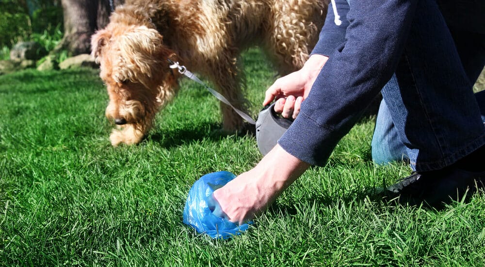 Other methods to get rid of dog poop